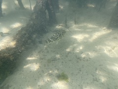 Sphoeroides testudineus