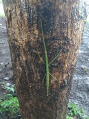 Libethra