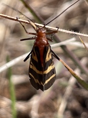 Panorpa nuptialis