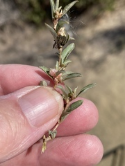 Atriplex semibaccata