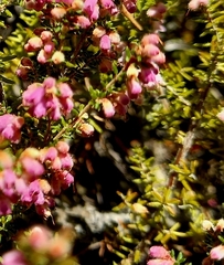 Erica vallis-fluminis