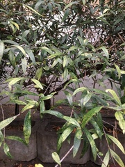 Buddleja saligna