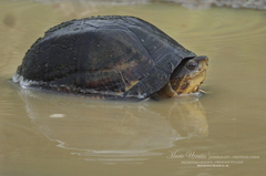 Kinosternon scorpioides