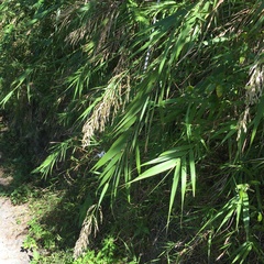 Arundo formosana