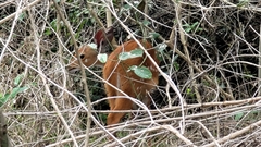 Tragelaphus sylvaticus sylvaticus