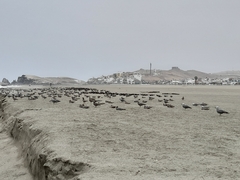 Leucophaeus modestus