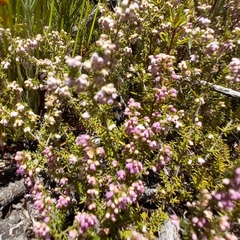 Erica vallis-fluminis