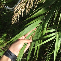 Arundo formosana