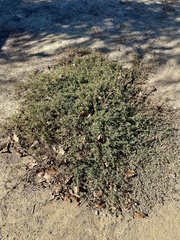 Atriplex semibaccata