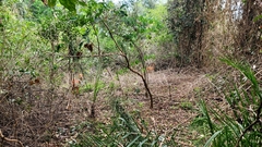 Tragelaphus sylvaticus sylvaticus