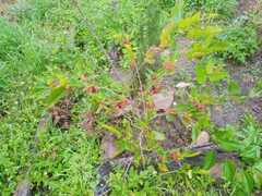 Morus nigra