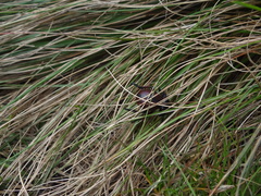 Brachycerus