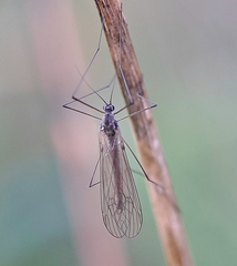 Trichoceridae