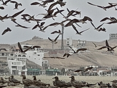 Leucophaeus modestus