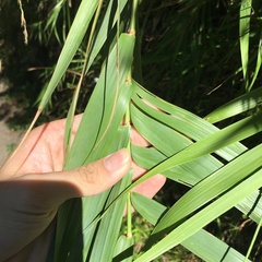 Arundo formosana