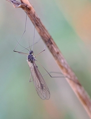 Trichoceridae