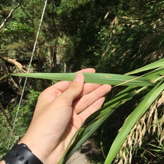Arundo formosana