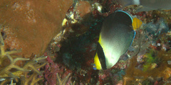 Chaetodontoplus mesoleucus