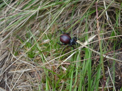 Brachycerus