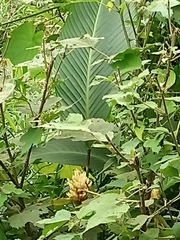 Goeppertia marantifolia