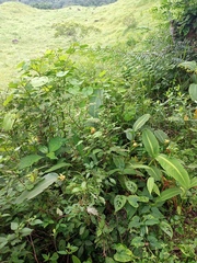 Goeppertia marantifolia