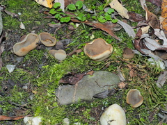 Pezizaceae
