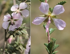 Anisodontea fruticosa