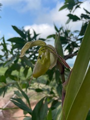 Phragmipedium
