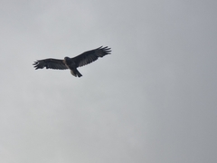 Buteo buteo vulpinus