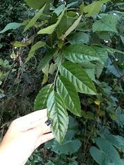 Maesa perlaria formosana