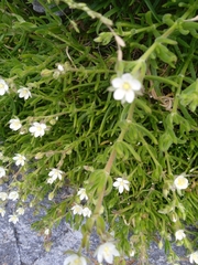 Spergula arvensis