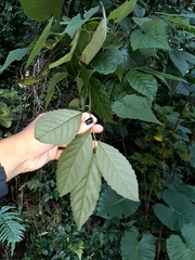 Maesa perlaria formosana