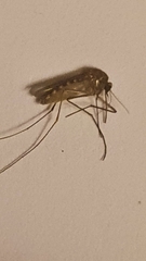 Culiseta longiareolata