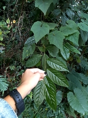 Maesa perlaria formosana