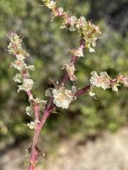 Salsola australis
