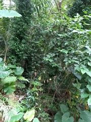 Maesa perlaria formosana