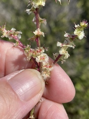 Salsola australis