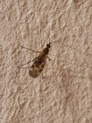 Sylvicola