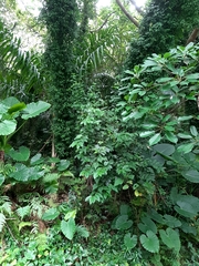 Maesa perlaria formosana