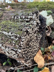 Xylobolus frustulatus