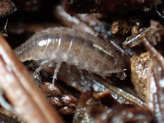 Holoverticata