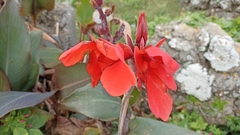 Canna × generalis