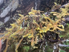 Antitrichia curtipendula