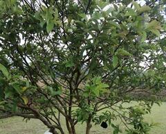 Psidium guajava