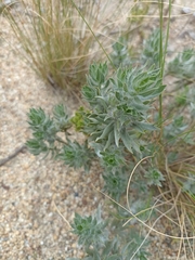 Xiphotheca lanceolata