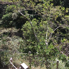 Dendrolobium dispermum