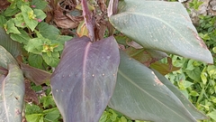 Canna × generalis