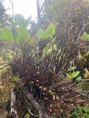 Calyptospora columnaris