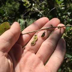 Dendrolobium dispermum