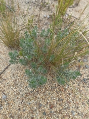 Xiphotheca lanceolata